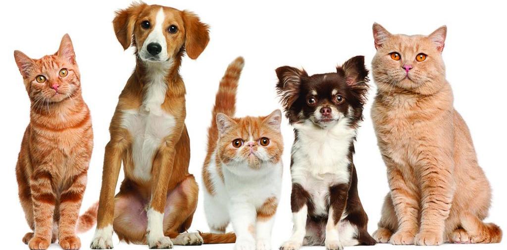 Доска объявлений о животных | ЗооТом - продажа, вязка и услуги для животных в Палласовке