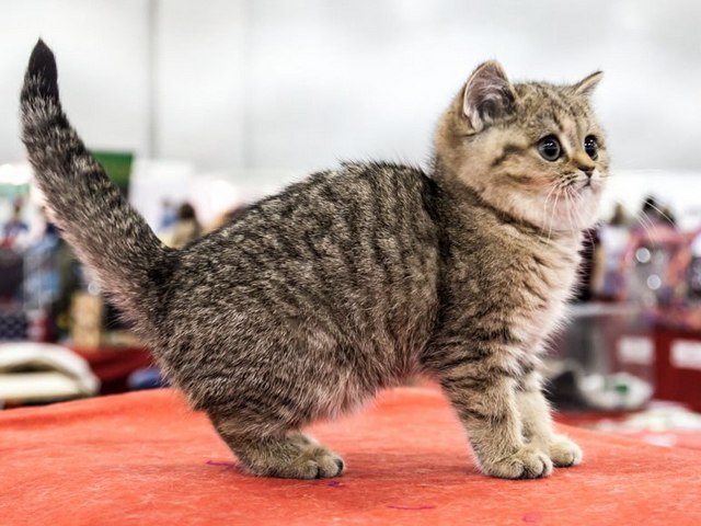 Породы кошек в Палласовке | ЗооТом портал о животных