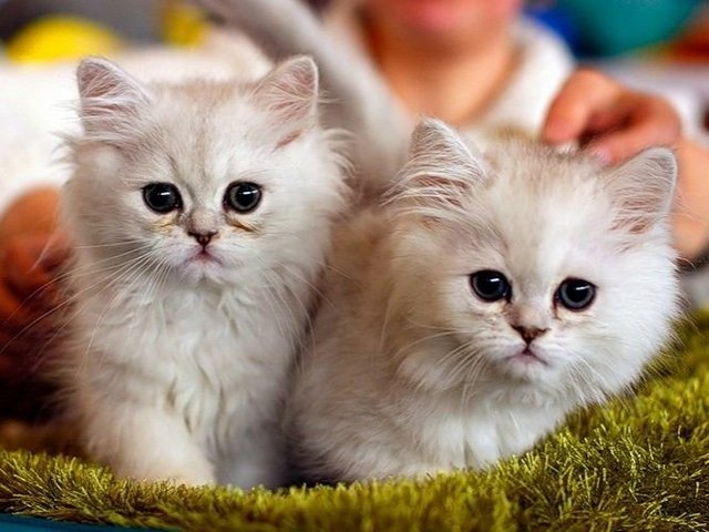 Породы кошек в Палласовке | ЗооТом портал о животных