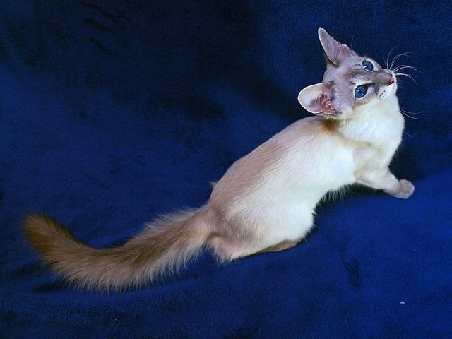 Выведенные породы кошек в Палласовке | ЗооТом портал о животных
