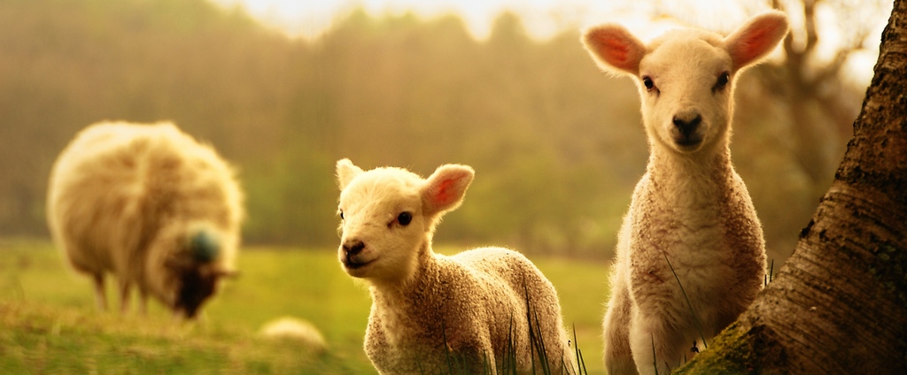 Объявления о сельскохозяйственных животных | ЗооТом - продажа, вязка и услуги для животных в Палласовке