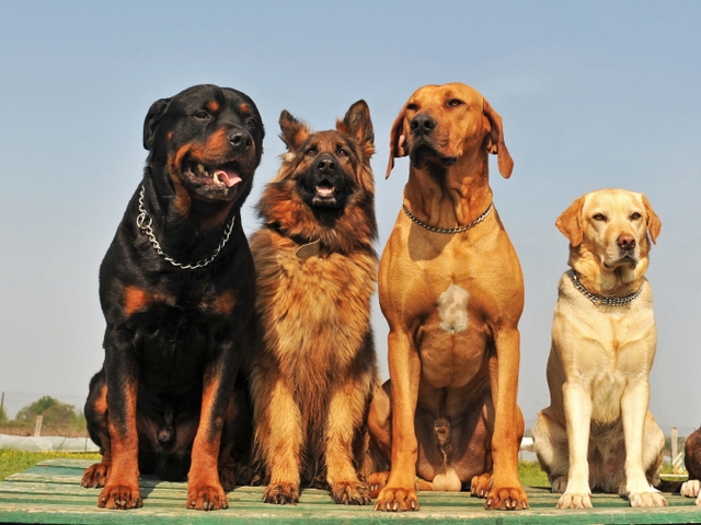 Крупные породы собак в Палласовке | ЗооТом портал о животных