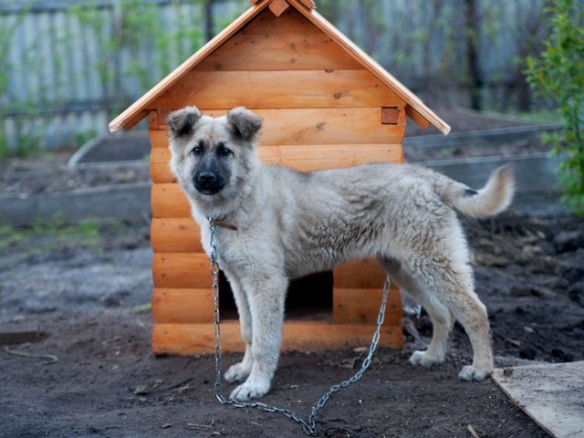 Все о собаках в Палласовке